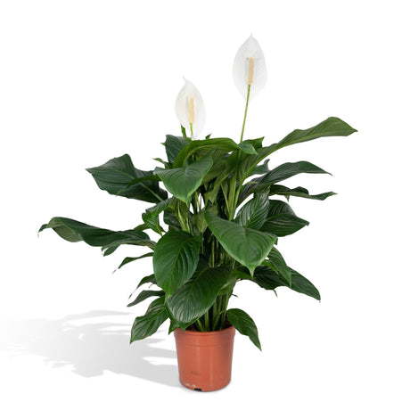 Livraison plante Spathiphyllum