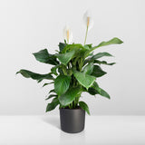 Livraison plante Spathiphyllum