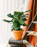 Livraison plante Spathiphyllum