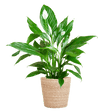 Livraison plante Spathiphyllum et son pot