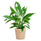 Livraison plante Spathiphyllum et son pot