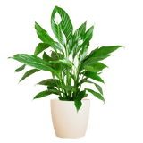 Livraison plante Spathiphyllum et son pot