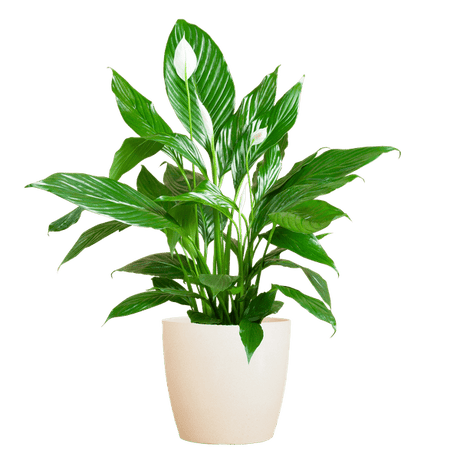 Livraison plante Spathiphyllum et son pot