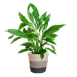 Livraison plante Spathiphyllum et son pot