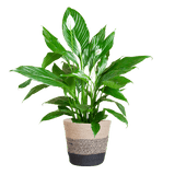 Livraison plante Spathiphyllum et son pot