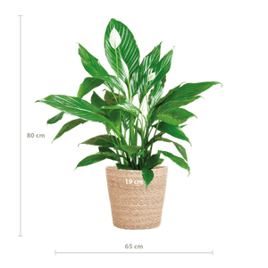 Livraison plante Spathiphyllum et son pot