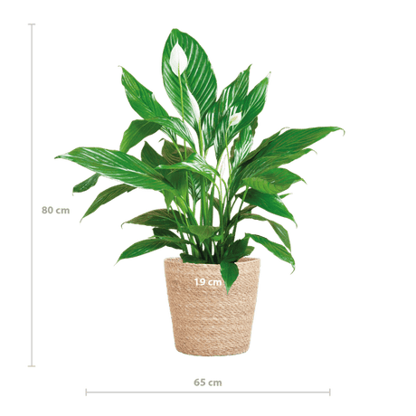 Livraison plante Spathiphyllum et son pot