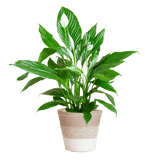 Livraison plante Spathiphyllum et son pot