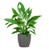 Livraison plante Spathiphyllum et son pot