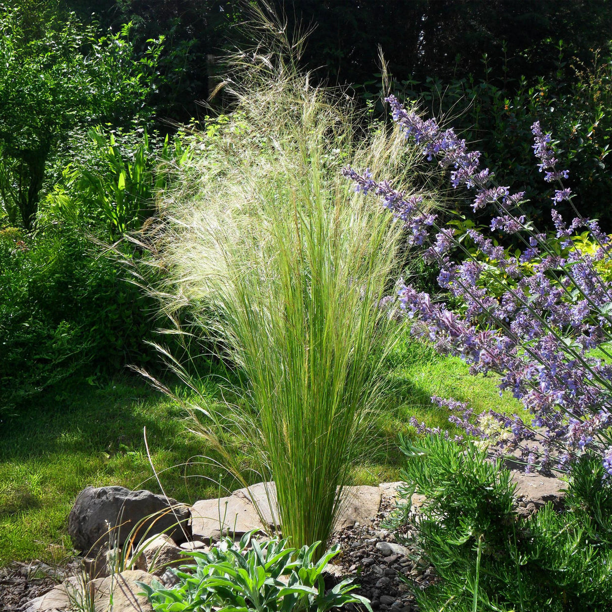 Livraison plante Stipa tenuifolia Pony Tails – Lot de 4 – Hauteur 50 cm