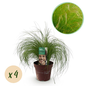Livraison plante Stipa tenuifolia Pony Tails – Lot de 4 – Hauteur 50 cm