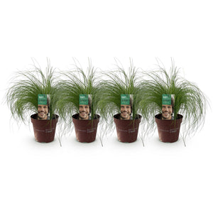 Livraison plante Stipa tenuifolia Pony Tails – Lot de 4 – Hauteur 50 cm