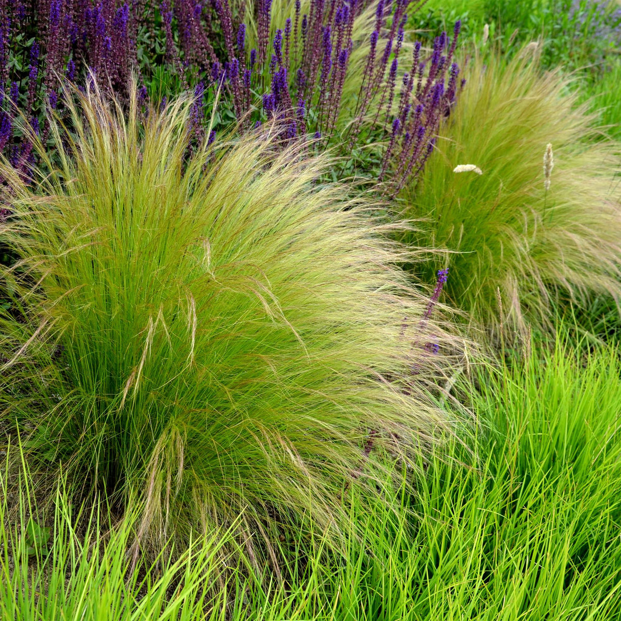 Livraison plante Stipa tenuifolia Pony Tails – Lot de 4 – Hauteur 50 cm