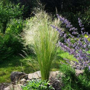 Livraison plante Stipa tenuifolia Pony Tails – Pot 17 cm – Hauteur 50 cm
