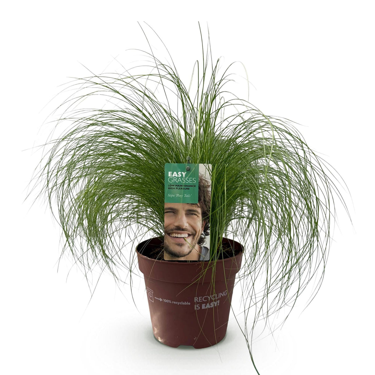 Livraison plante Stipa tenuifolia Pony Tails – Pot 17 cm – Hauteur 50 cm