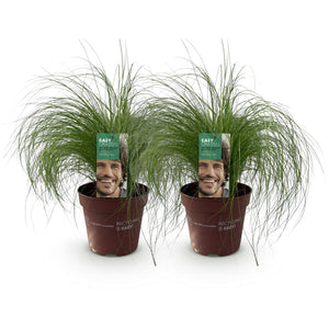 Livraison plante Stipa tenuifolia Pony Tails – Pot 17 cm – Hauteur 50 cm