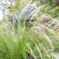 Stipe Cheveux D'Ange (Stipa tenuissima) 'Ponytails'