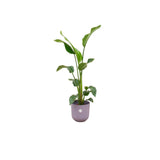 Livraison plante Strelitzia Nicolai 100cm et son pot