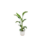 Livraison plante Strelitzia Nicolai 100cm et son pot