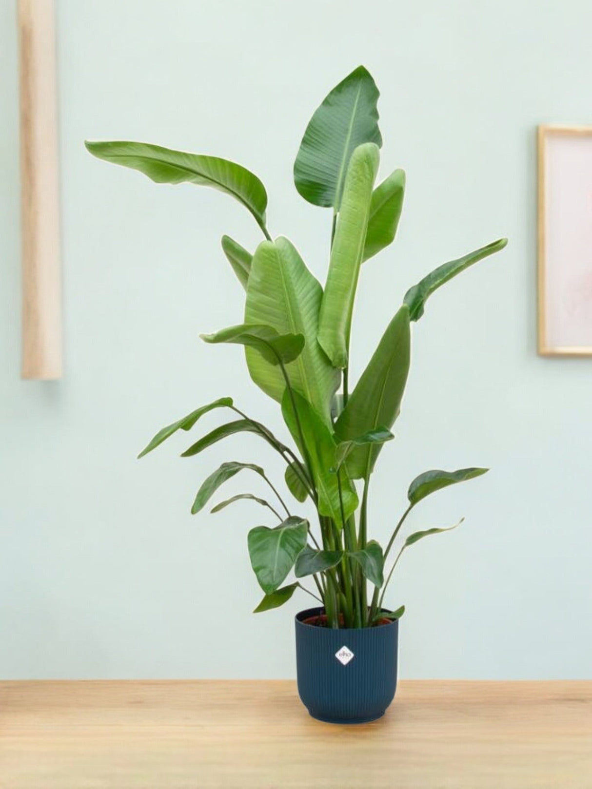 Livraison plante Strelitzia Nicolai 160cm et son pot