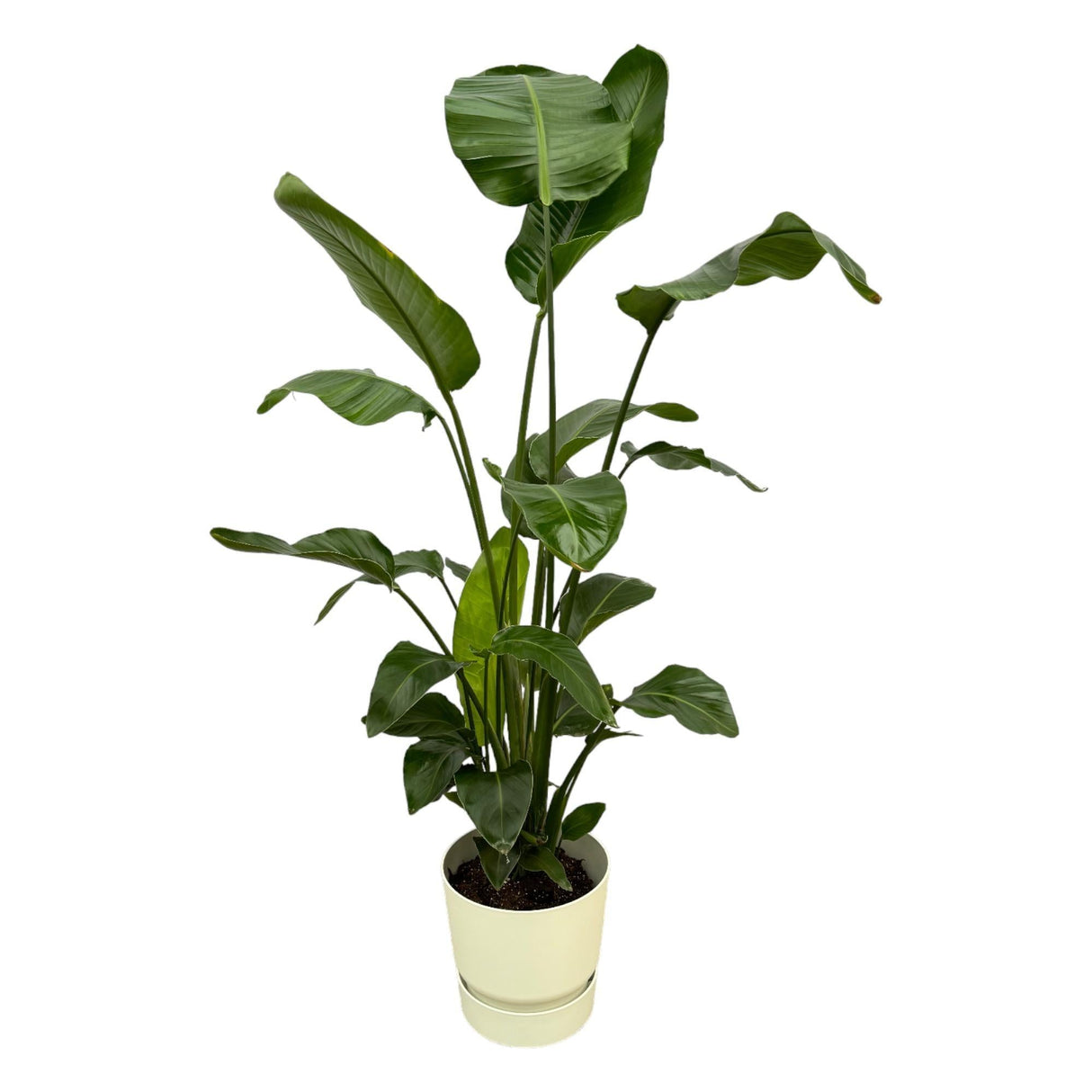 Livraison plante Strelitzia Nicolai 160cm et son pot