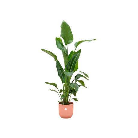 Livraison plante Strelitzia Nicolai 160cm et son pot