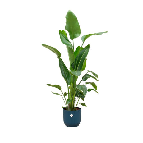 Livraison plante Strelitzia Nicolai 170 cm et son pot