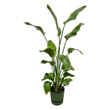 Livraison plante Strelitzia Nicolai 170 cm et son pot