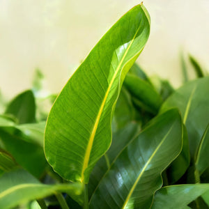 Livraison plante Strelitzia Nicolai et panier H80cm