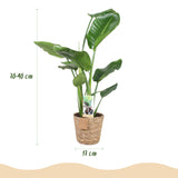 Livraison plante Strelitzia Nicolai et panier H80cm