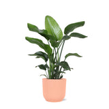 Livraison plante Strelitzia Nicolai et son pot