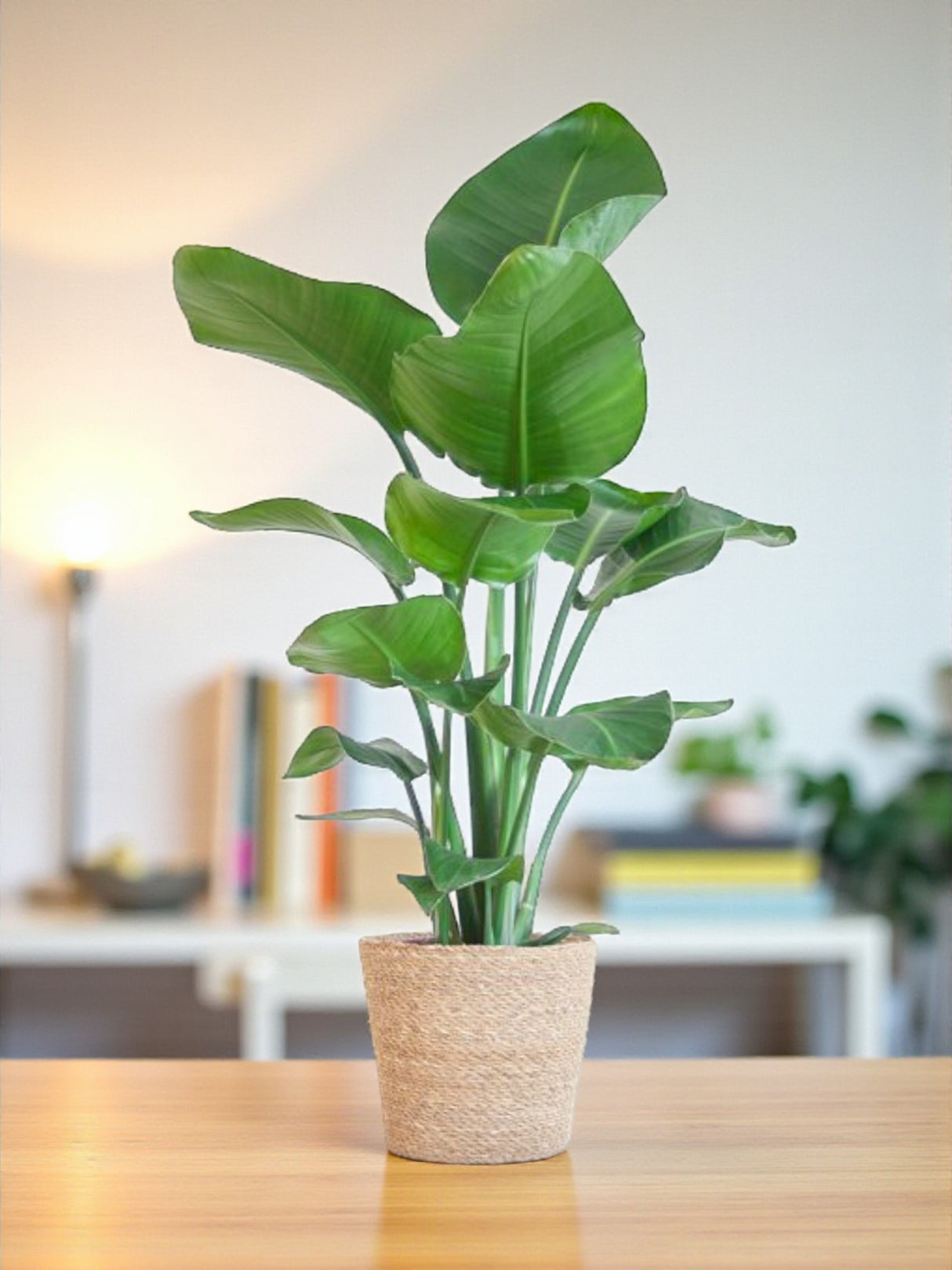 Strelitzia Nicolai et son pot