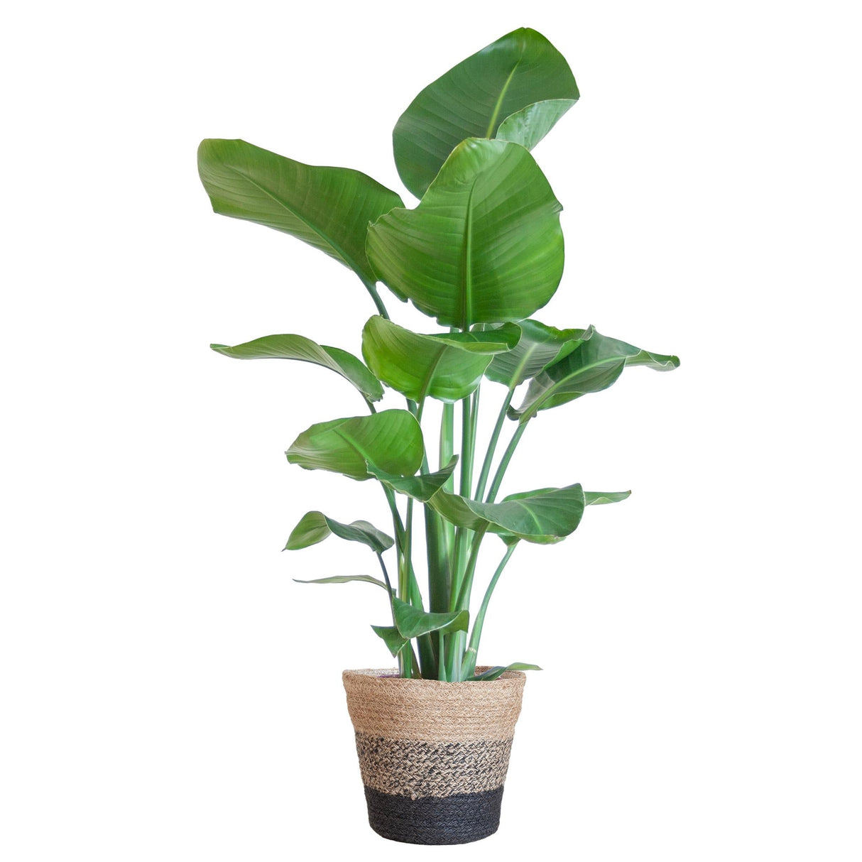 Livraison plante Strelitzia Nicolai et son pot