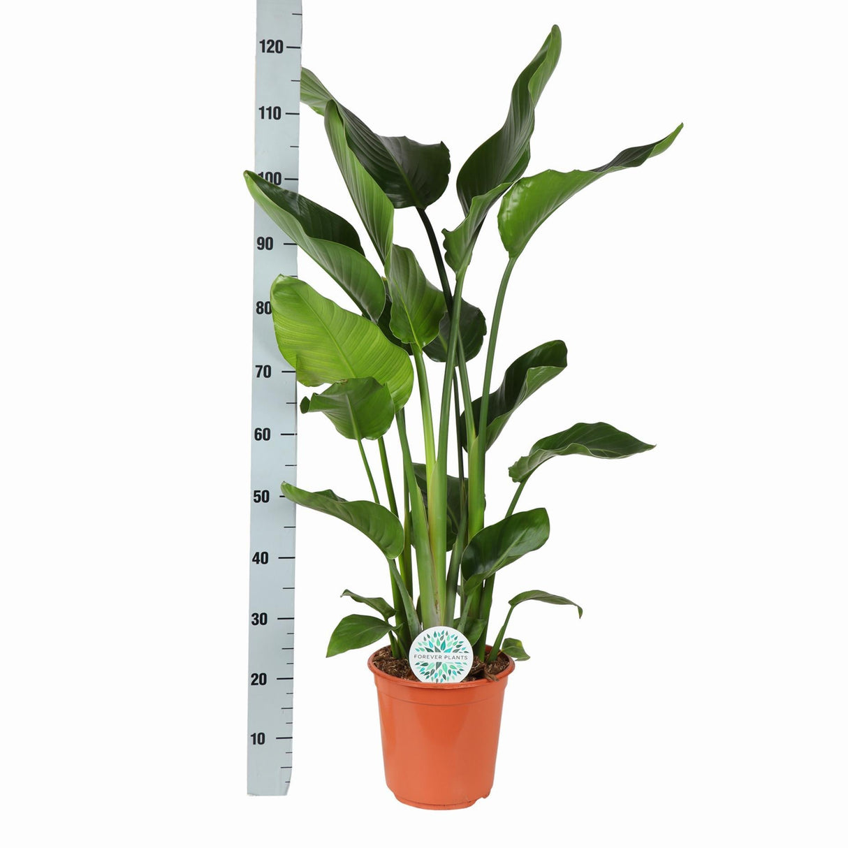 Livraison plante Strelitzia Nicolai et son pot