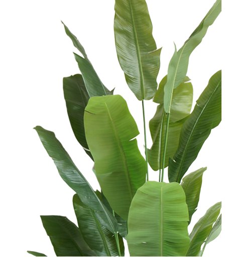 Livraison plante Strelitzia Nicolai - grande plante artificielle