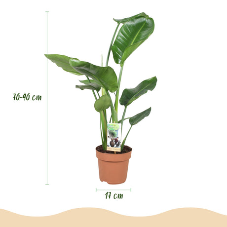 Livraison plante Strelitzia Nicolai – Lot de 1