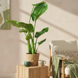 Livraison plante Strelitzia nicolai – Lot de 2 – Pot 17 cm – Hauteur 70 - 90cm