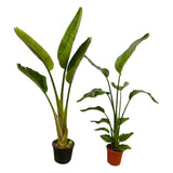 Livraison plante Strelitzia Nicolai + Strelitzia Augusta - 100 cm - Ø17 - 21