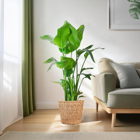 Livraison plante Strelitzia Nicolai XL et son pot