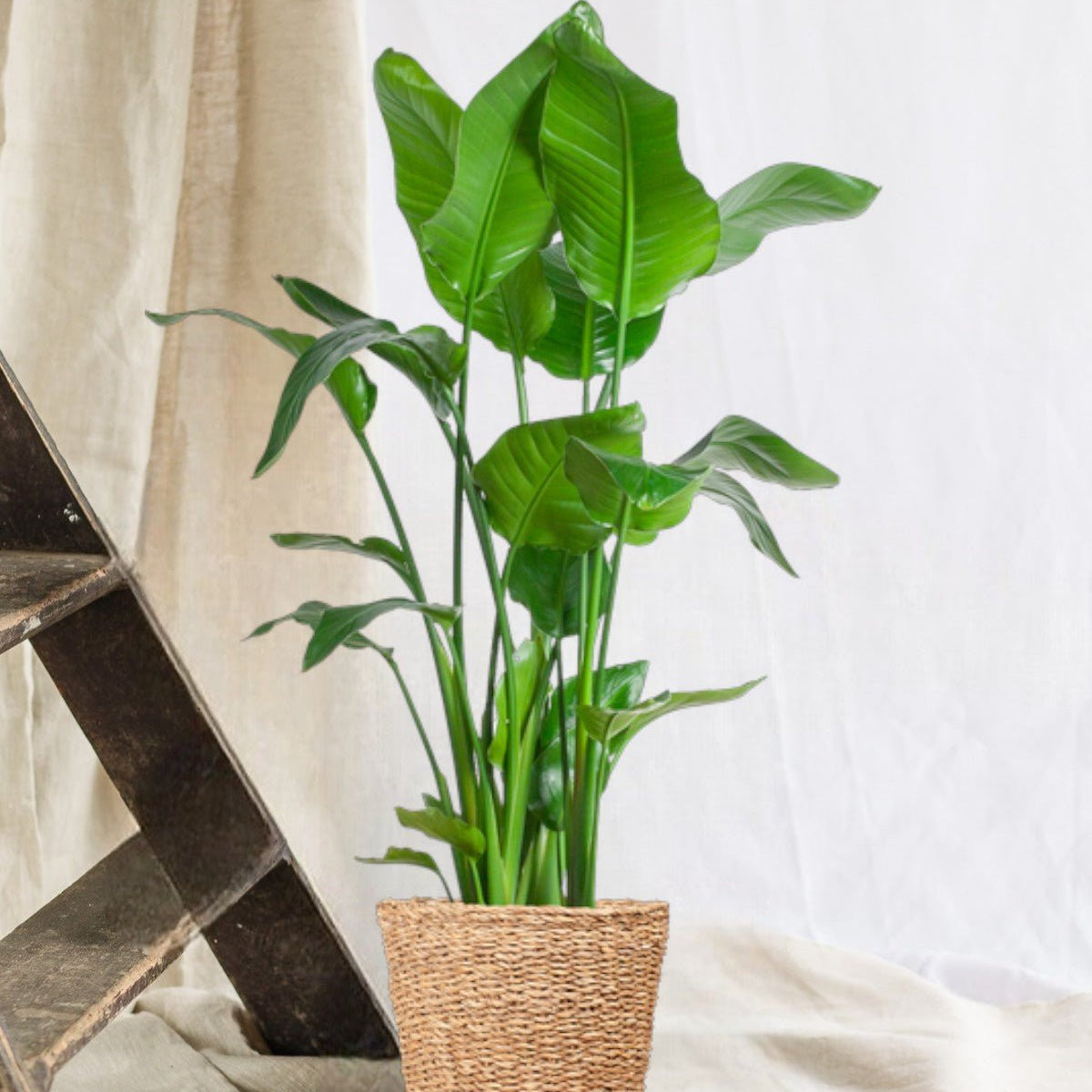 Strelitzia Nicolai et son pot