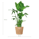 Livraison plante Strelitzia Nicolai XL et son pot