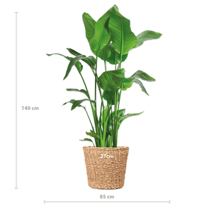 Livraison plante Strelitzia Nicolai XL et son pot