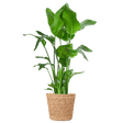 Livraison plante Strelitzia Nicolai XL et son pot