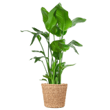 Livraison plante Strelitzia Nicolai XL et son pot