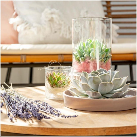 Livraison plante Succulente Echeveria Pulidonis Sans Racines en Bol Taupe