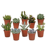 Box of Cacti & Succulents