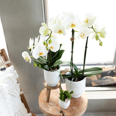 Support en bois pour petite plante