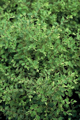 Livraison plante Symphorine de Chenault 'Hancock'