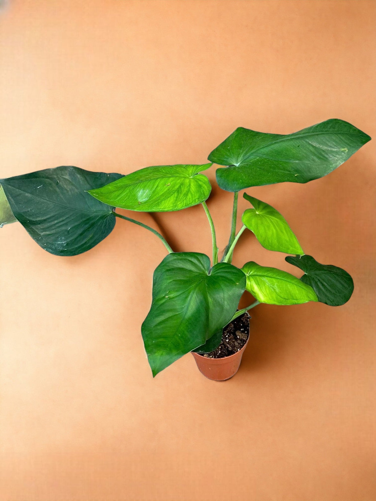 Livraison plante Syngonium Chiapense