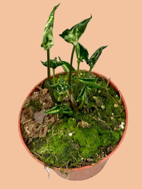 Livraison plante Syngonium Godzilla